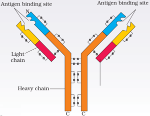 HUMAN HEALTH AND DISEASE , antibody structure