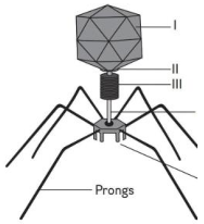 MICROBES IN HUMAN WELFARE QUESTIONS