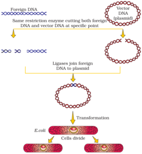 BIOTECHNOLOGY PRINCIPAL AND PROCESSES