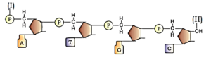 MOLECULAR BASIS OF INHERITANCE QUESTIONS