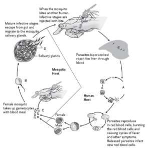 HUMAN HEALTH AND DISEASE QUESTIONS