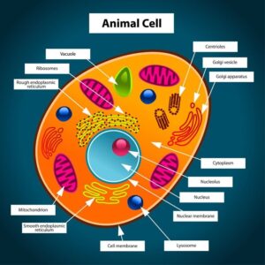 8 CELL THE UNIT OF LIFE