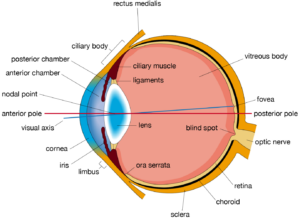 21 NEURAL CONTROL AND COORDINATION , human eye