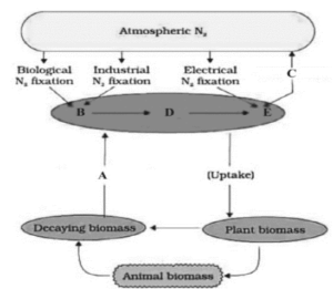 12. MINERAL NUTRITION PRACTICE QUESTIONS