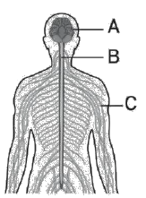 21 NEURAL CONTROL AND COORDINATION QUESTIONS
