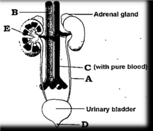 19 EXCRETORY PRODUCTS AND THEIR ELIMINATION QUESTIONS