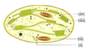 13 PHOTOSYNTHESIS IN HIGHER PLANTS QUESTIONS