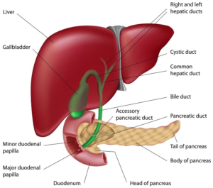 16 DIGESTION AND ABSORPTION , LIVER
