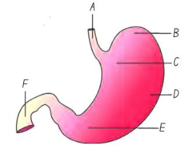 16 DIGESTION AND ABSORPTION QUESTION LIVER