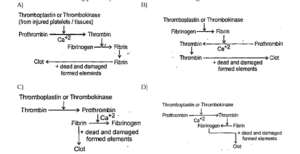 18 BODY FLUIDS AND CIRCULATION QUESTION