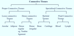 Connective tissue