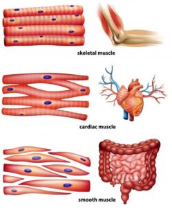 Muscle Tissue