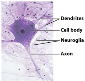 Neural Tissue