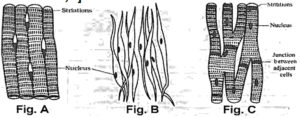 CHAPTER 7 STRUCTURAL ORGANISATION IN ANIMALS PRACTICE QUESTIONS