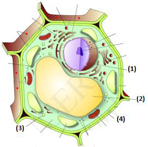 8 CELL THE UNIT OF LIFE PRACTICE QUESTIONS
