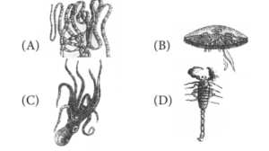 ANIMAL KINGDOM QUESTIONS