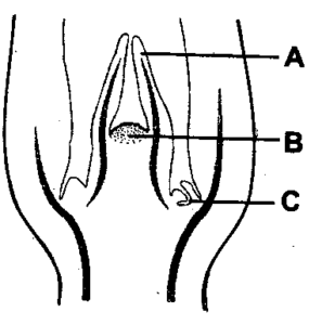 ANATOMY OF FLOWERING PLANT IMPORTANT QUESTIONS