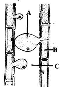 ANATOMY OF FLOWERING PLANT IMPORTANT QUESTIONS